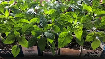 تصویر 2 از نشا فلفل دلمه‌ ای مقاوم به بیماری‌ ها